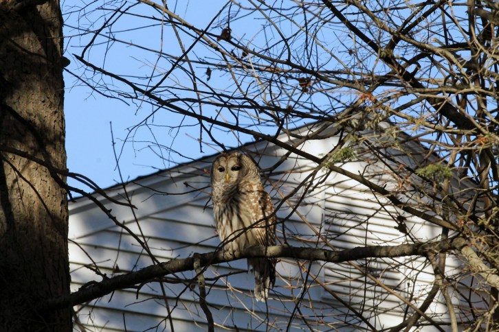 The Barred Owl, Five