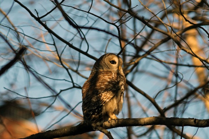 The Barred Owl, Two