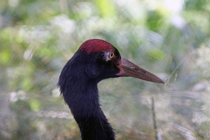 Black Necked Crane 