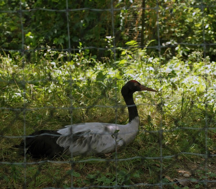 Black Necked Crane, Stone Zoo