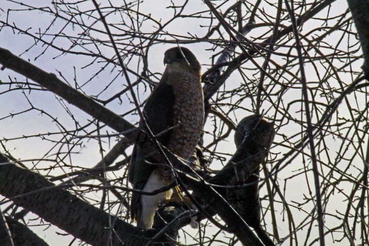 Peregrine Falcon, Three