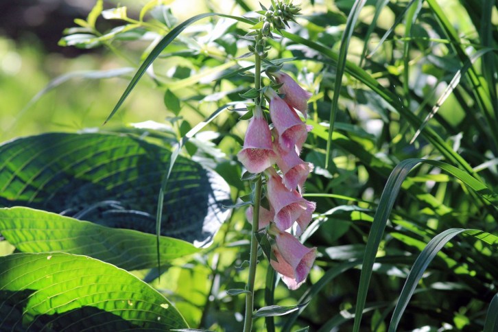 Garden Magic, Ogunquit