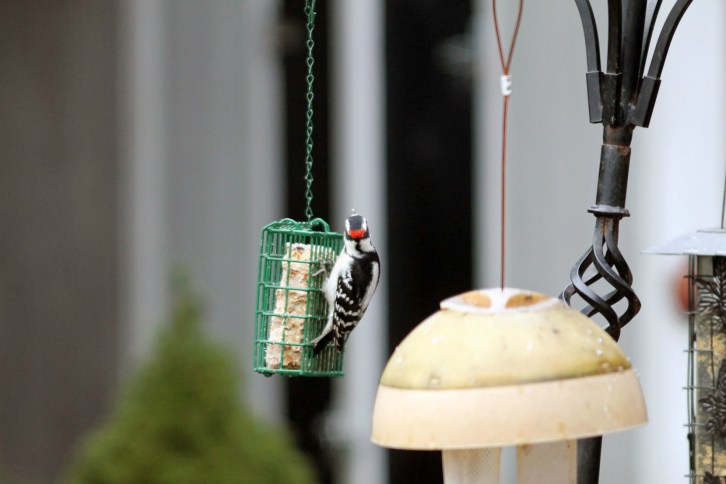 Male Downy Woodpecker