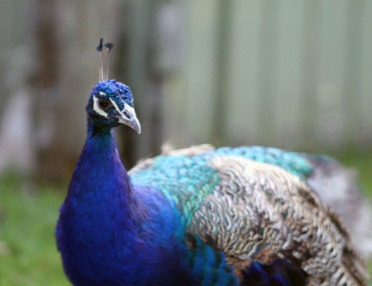 The Peacock, Franklin Park Zoo