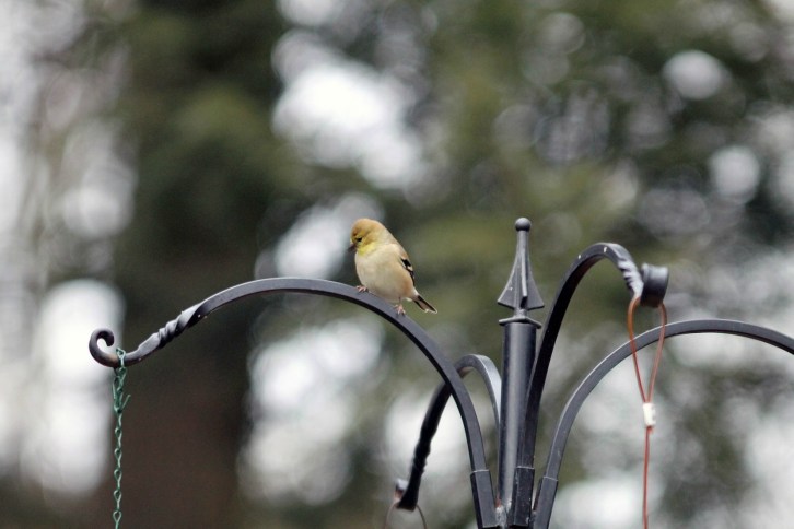 The Goldfinch 