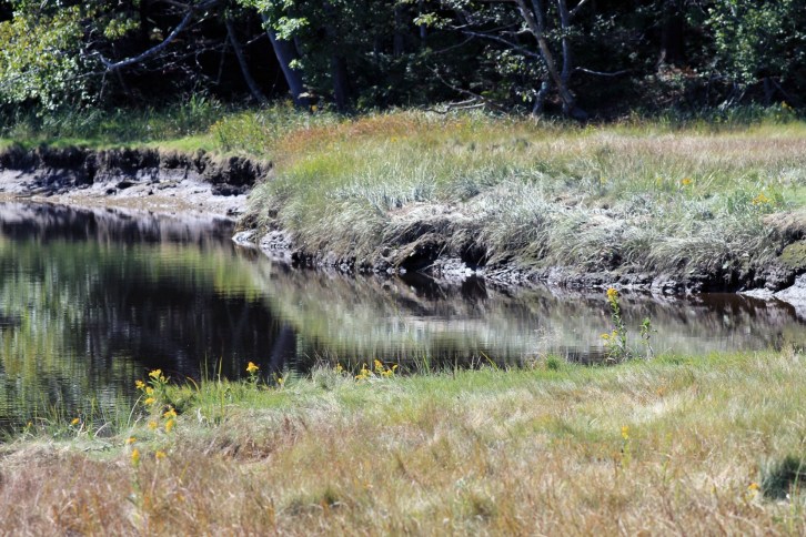 The Marsh-Rachel Carson Refuge