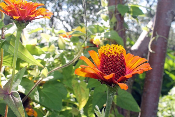 Waterside Garden, Perkins Cove