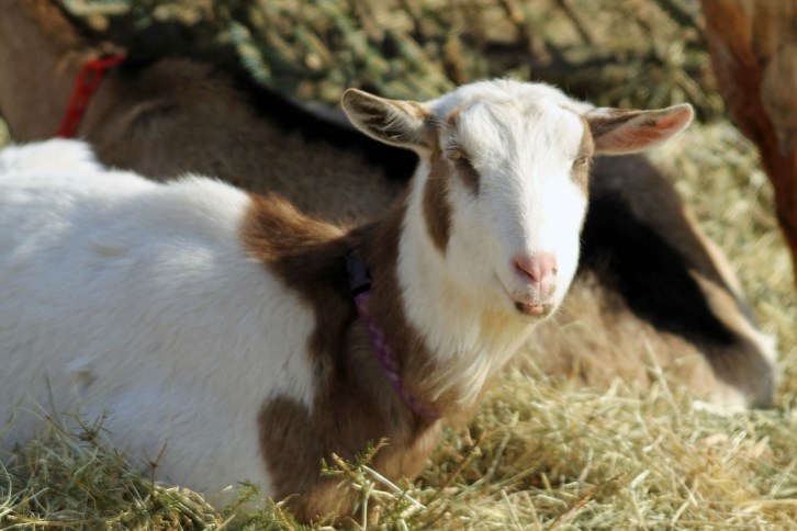 Goat at Nevins Farm Too