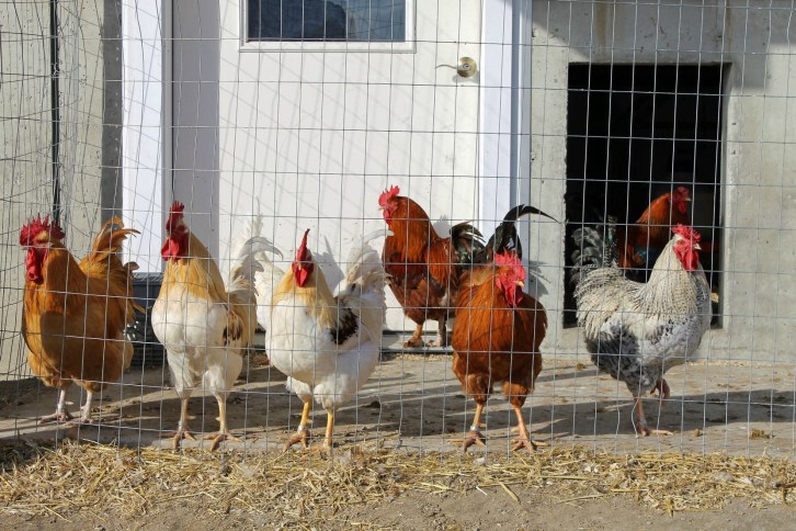 The Roosters, Nevins Farm, Methuen, Massachusetts