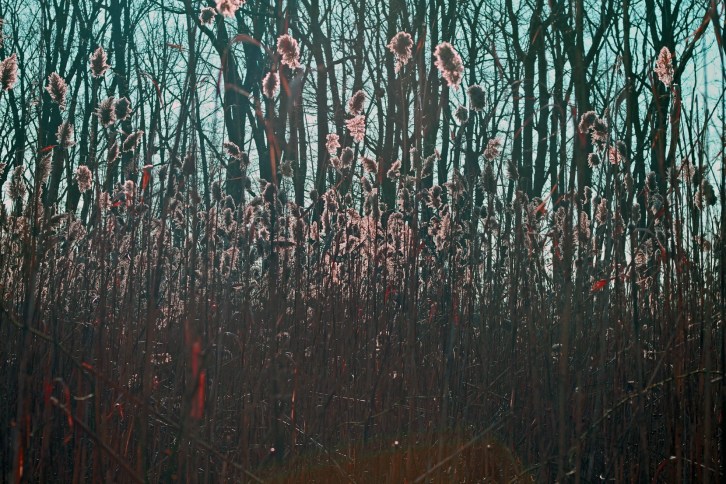 Through Rose-Colored Glasses (Special Effects)