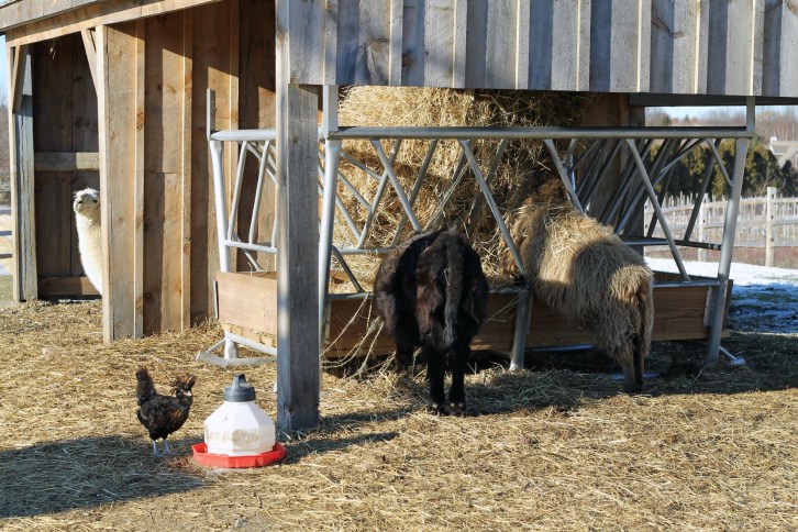 Tendercrop Farm's Friends