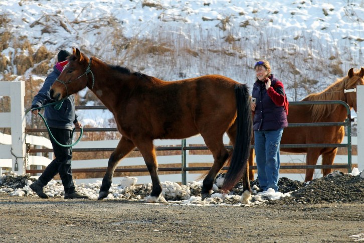 Tending to Horses at Nevins Farm, Methuen, Massachusetts