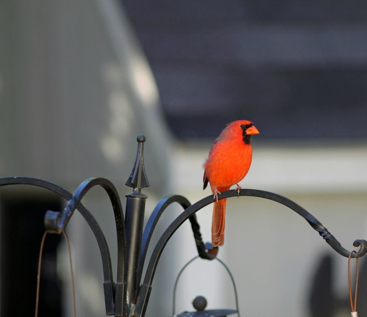 The Cardinal Comes Back