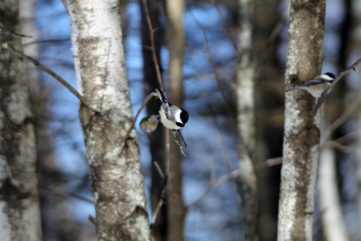 Chickadee 2