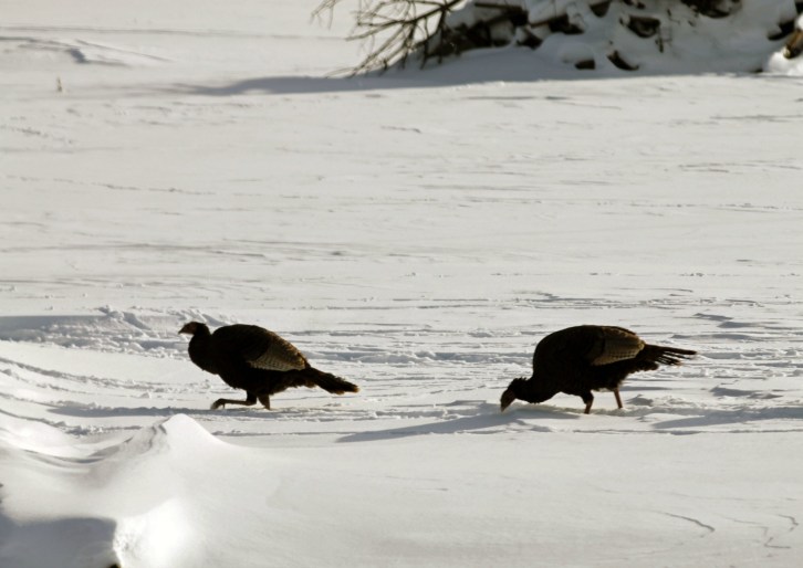 Wild Turkeys 4