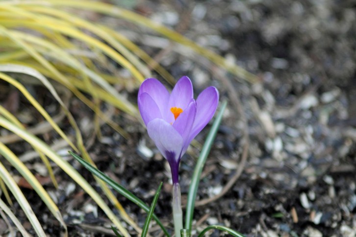 First Sign of Spring