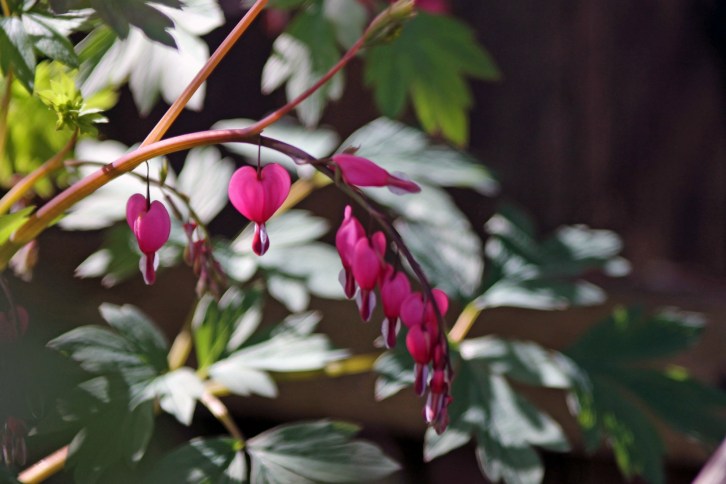 Bleeding Hearts