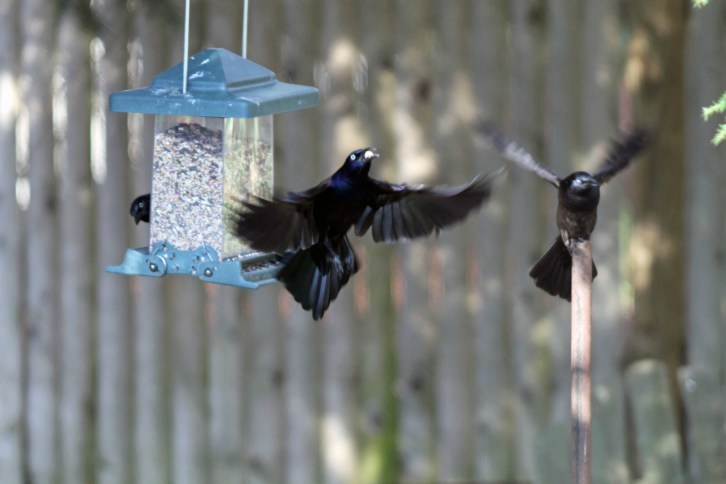 In-Flight Entertainment