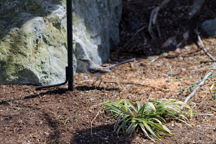 The Mockingbird Visits