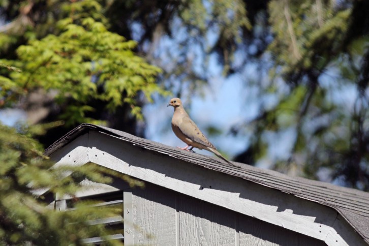 The Mourning Dove