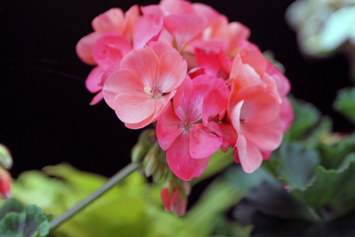 The Pink Geranium
