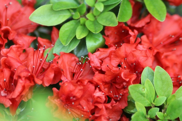 The Red Azalea