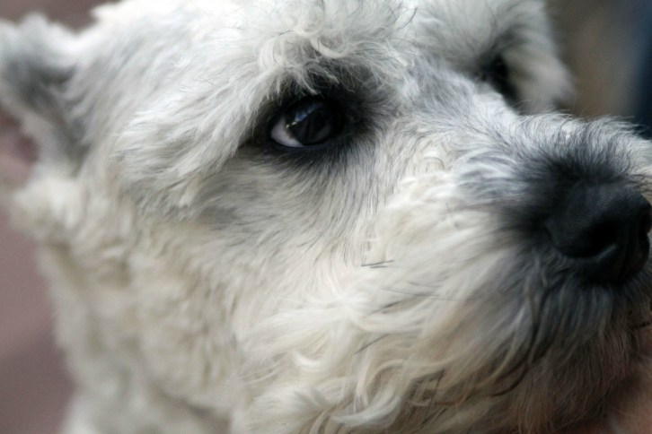 Women's Best Friend!