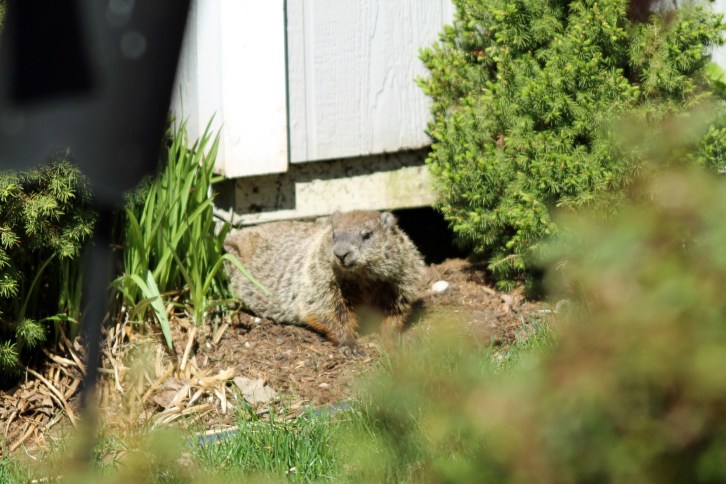 The Woodchuck Returns