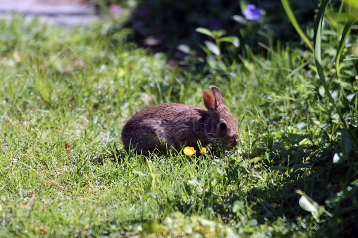 Not Camera Shy, Audubon Sanctuary, Belmont, MA