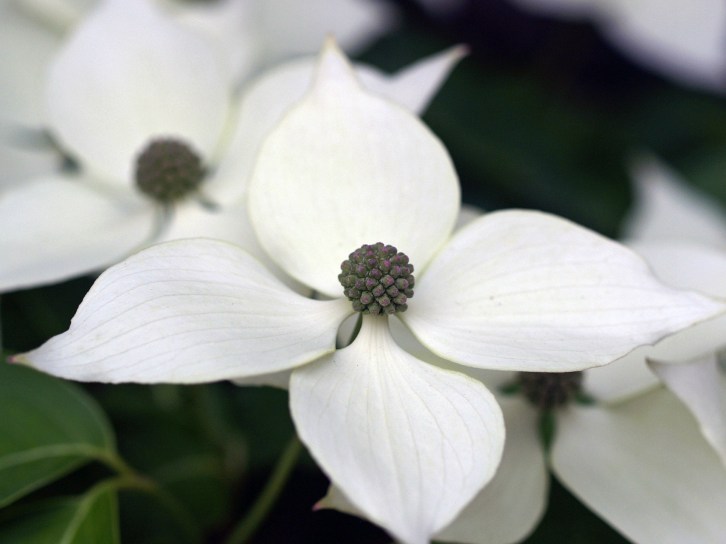 Dogwood Blooms