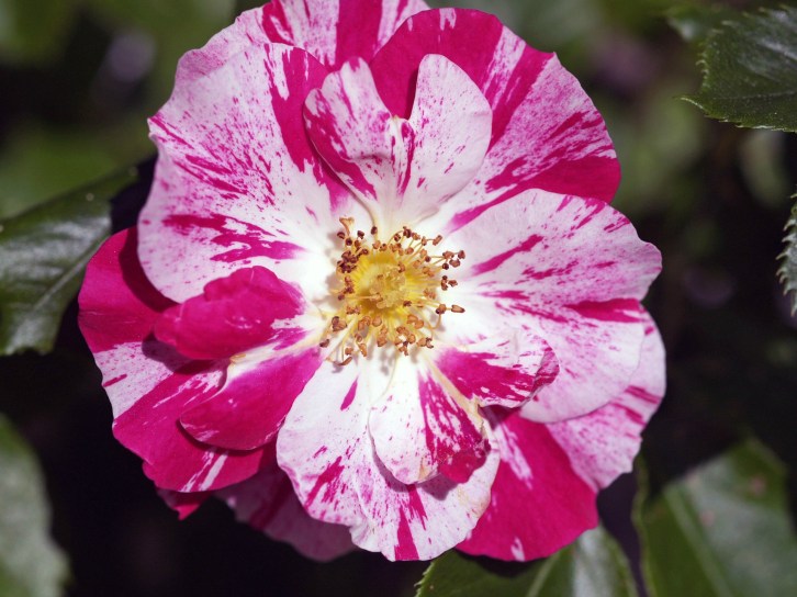 Splash of Color: Pink and White Knock Out Rose