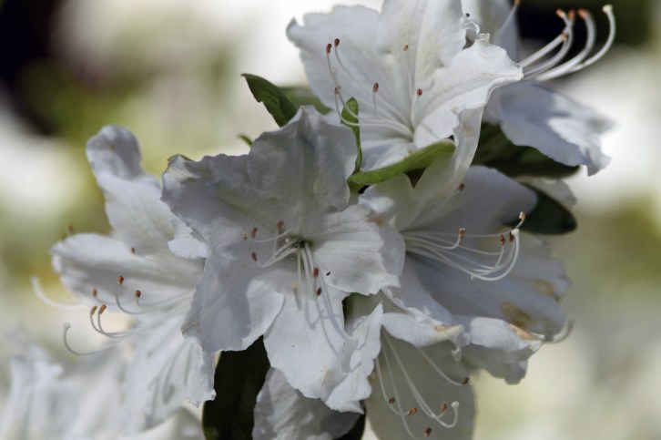 White Blossoms, Audubon Sanctuary, Belmont, MA