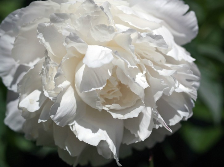 White Peonies