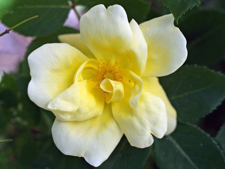 Yellow Knock Out Rose