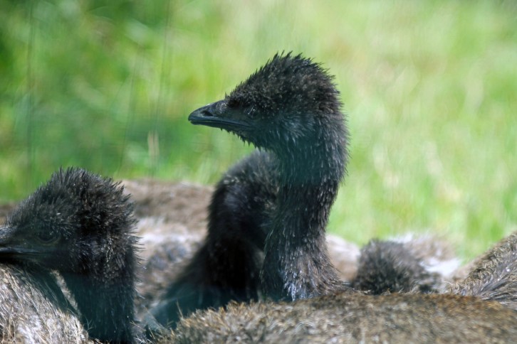 Baby Emus