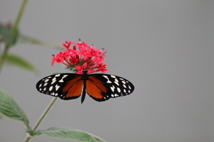 In the Butterfly Sanctuary Two