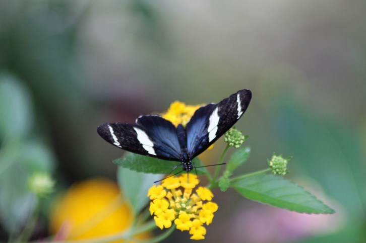In the Butterfly Sanctuary Three