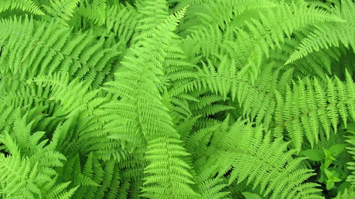 Forest Ferns