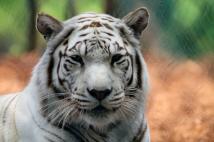 The White Bengal Tiger