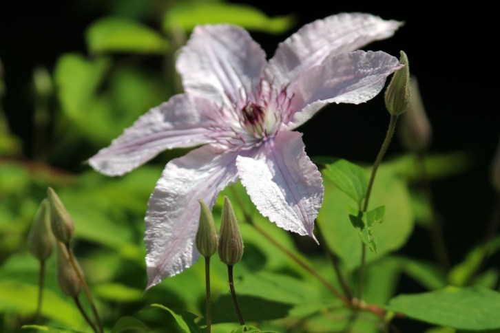 Clematis