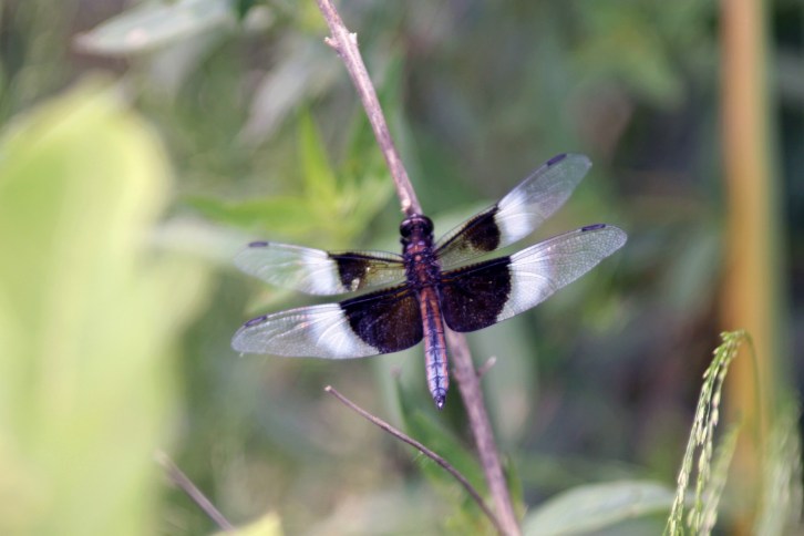 The Dragonfly, Great Meadows, Concord, Massachusetts