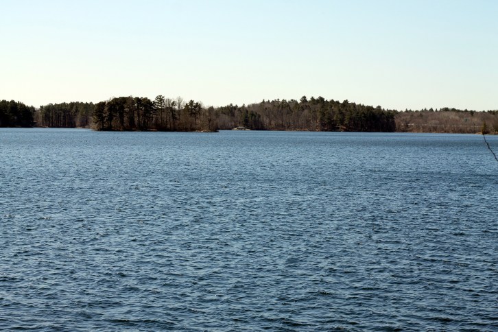 Overlooking Spot Pond