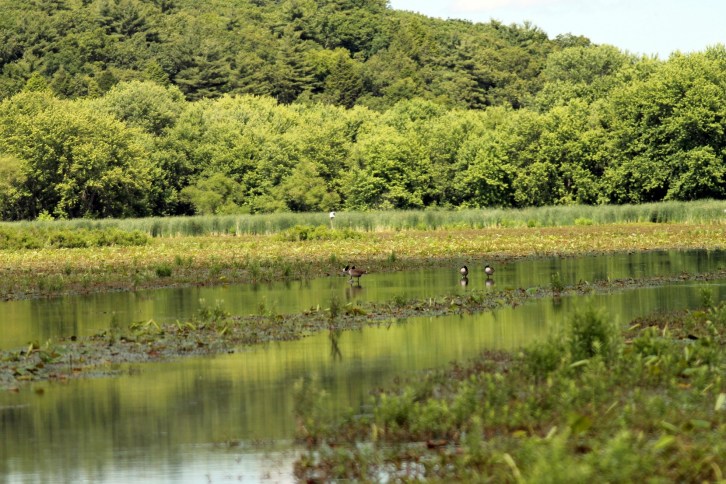 Water Fowl, The Marsh, Great Meadows, Concord, Massachusetts