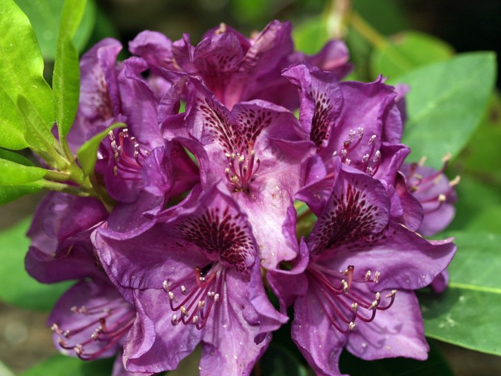 Purple Azalea