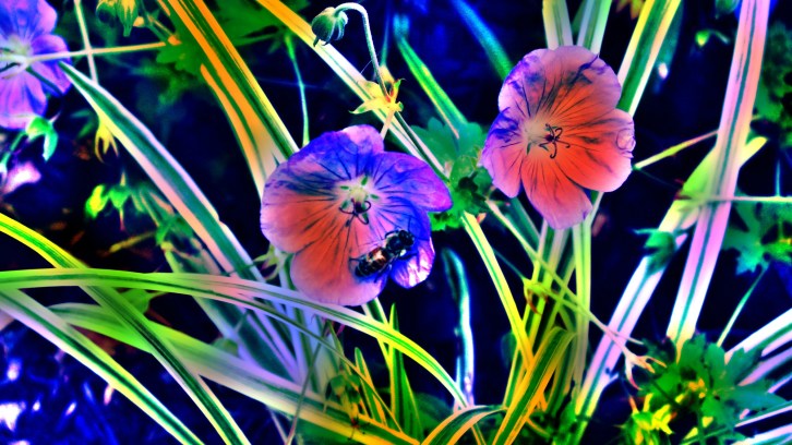 The Bee and the Geranium