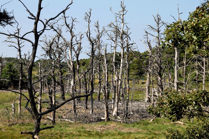 Bare Trees, The Province Lands