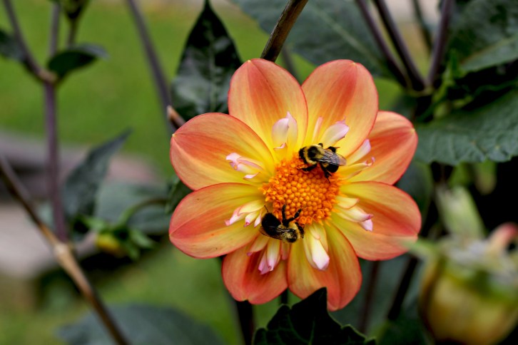 Bee Heaven in Provincetown