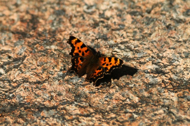 Eastern Comma, Otter Rocks, New Hampshire
