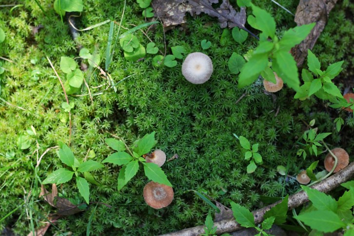Mushrooms and Moss, The Woods at Otter Rocks, New Hampshire