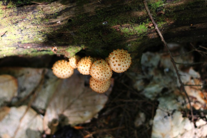Mushrooms, The Woods at Diana's Baths, New Hampshire